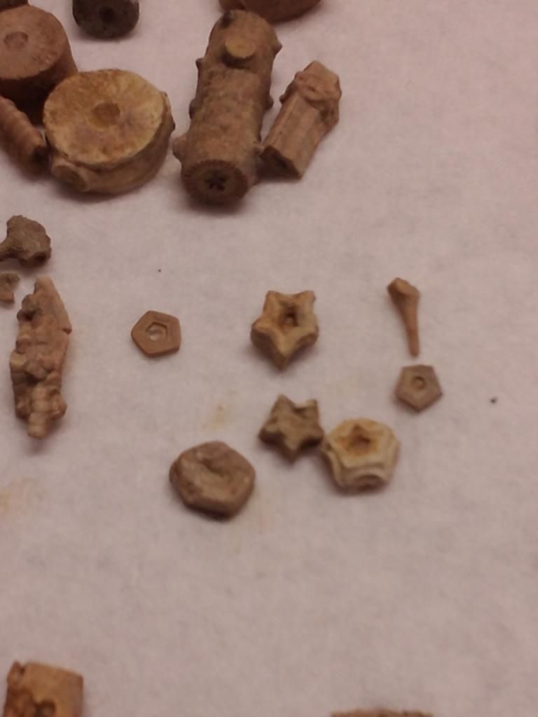 Mineral Wells/lake Jacksboro Trip Fossil Hunting Trips The Fossil Forum